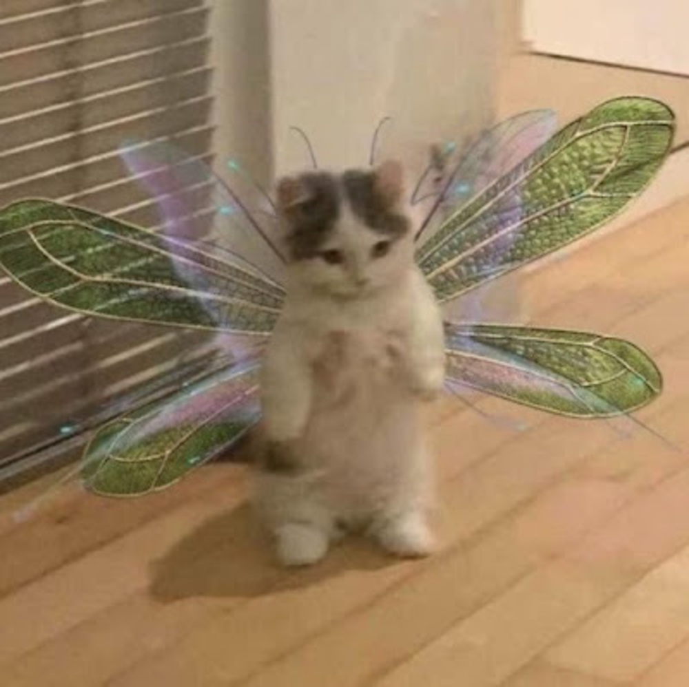 Meet your Posher, Shanaya